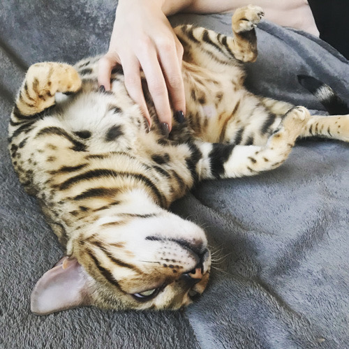 bengal cat personality cuddling