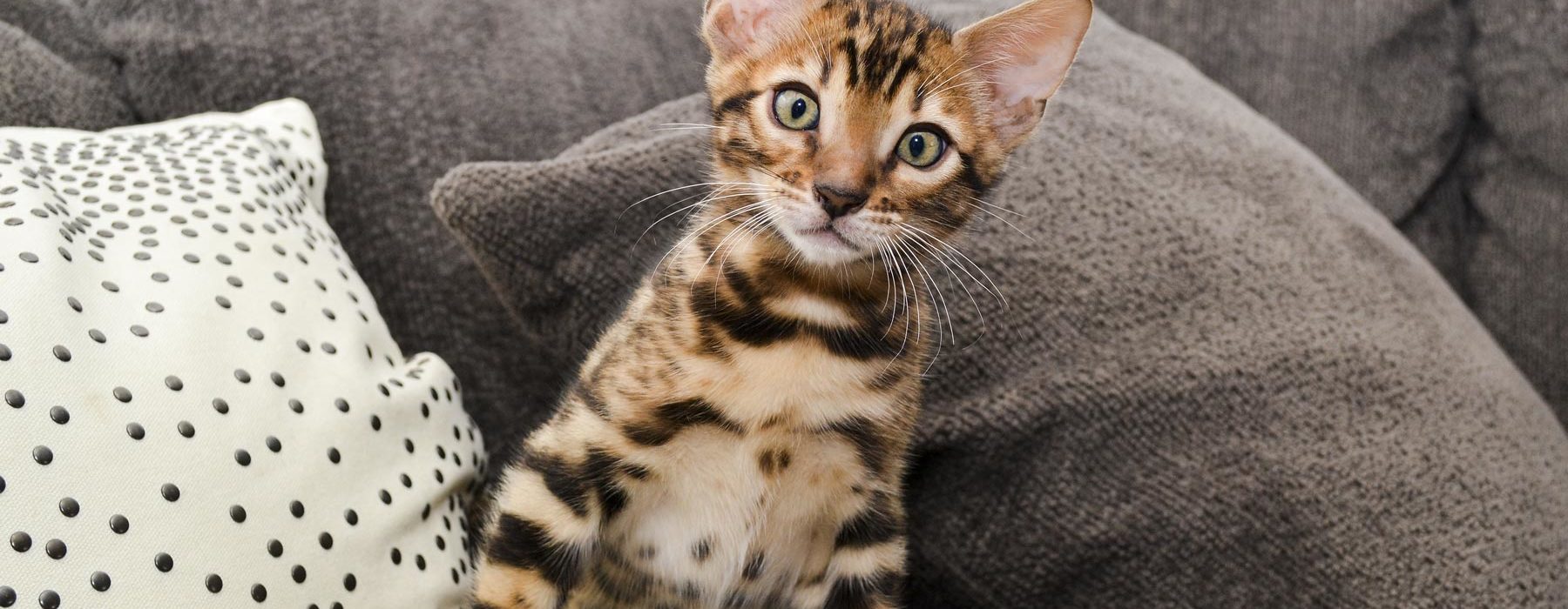 Bengal Cat Personality 5 Unique And Entertaining Traits The Bengal Connection