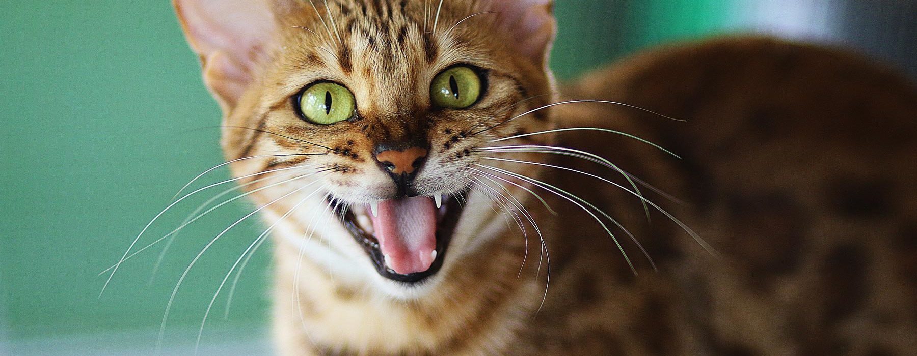 bengal cat personality