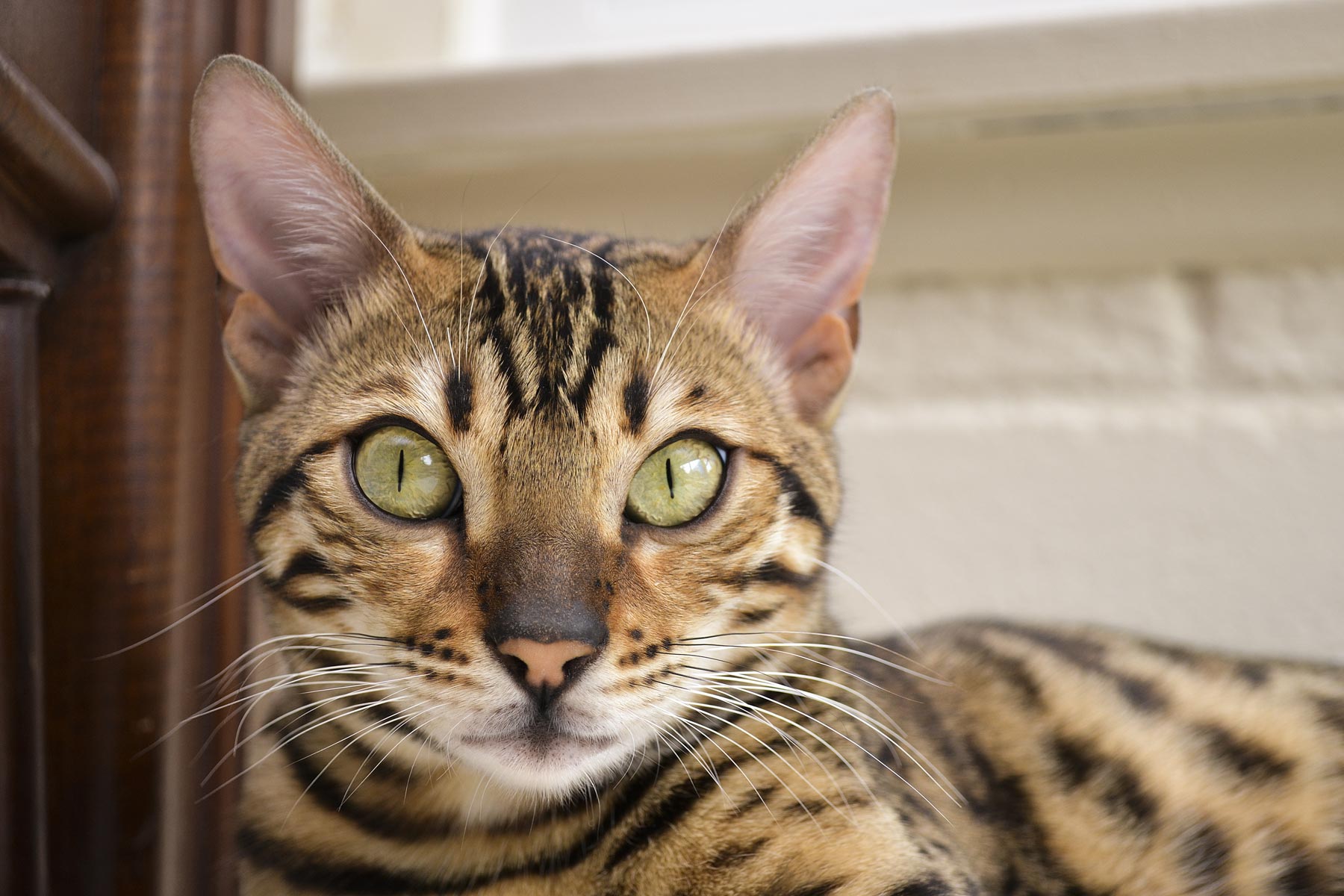 Bengal Cat Prices Updated Guide For 2020