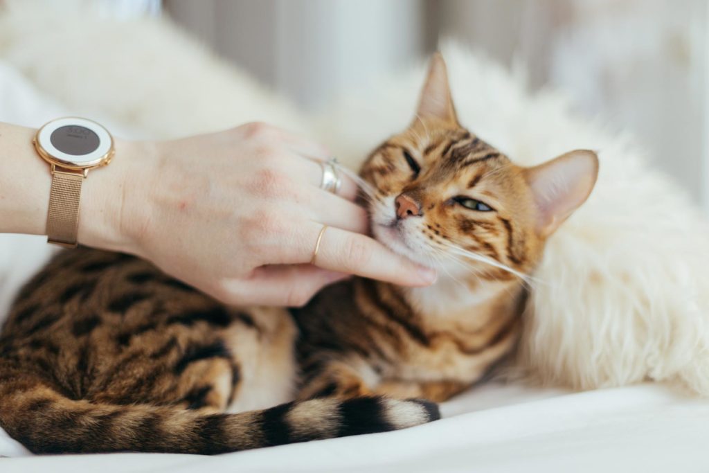 are bengal cats hypoallergenic - petting a hypoallergenic bengal cat 