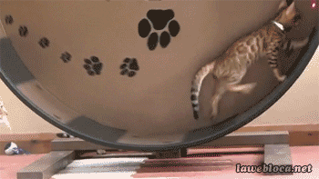 Bengal cat on cat wheel
