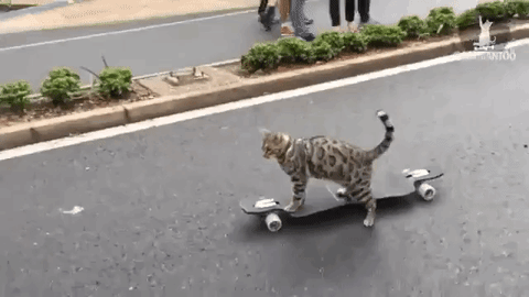 Bengal cat riding a skateboard