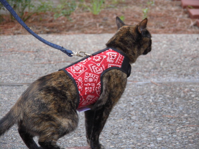 Kitty holder cat harness